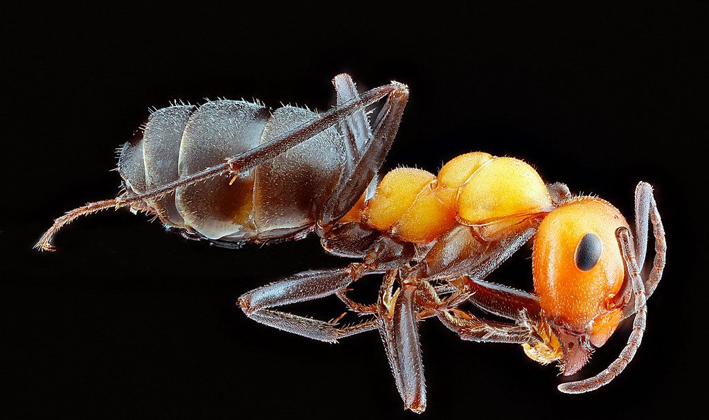 Ant Control service in Mobile, AL
