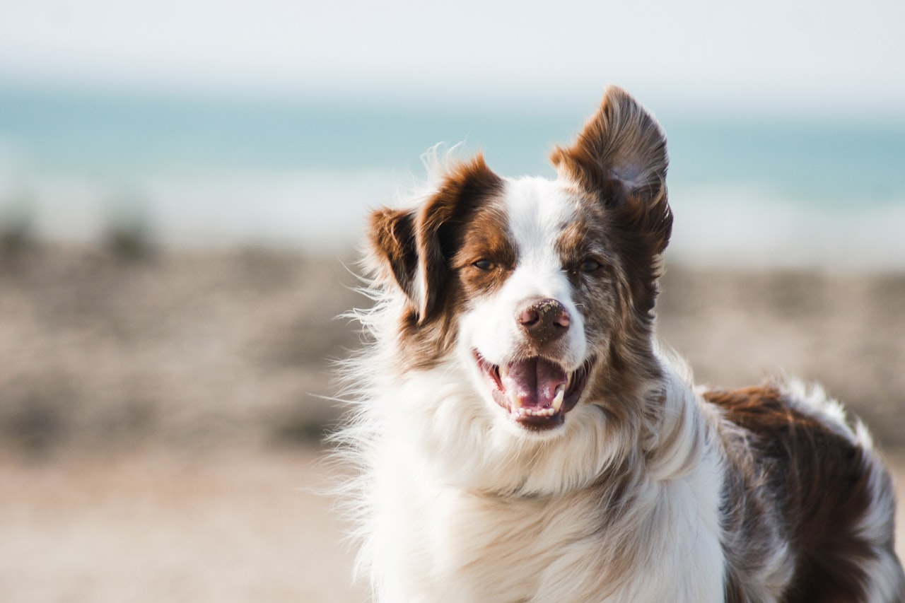 Flea & Tick Control service in Mobile, AL
