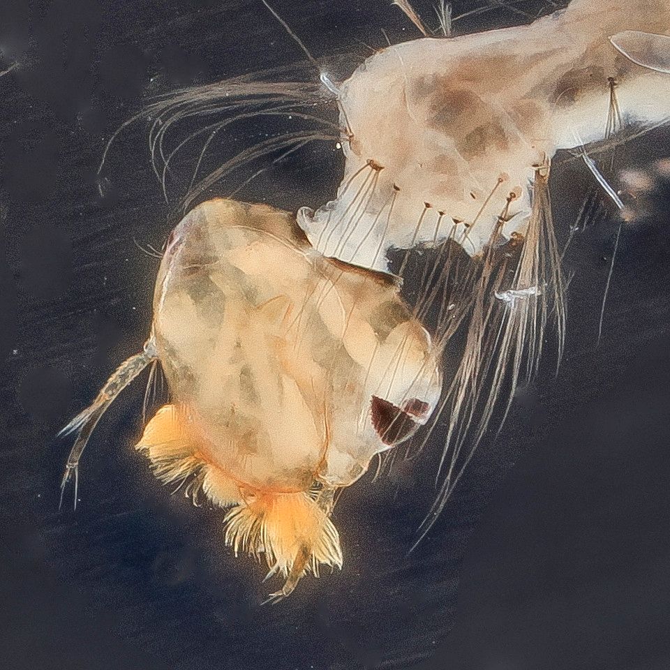 Mosquito Control service in Mobile, AL