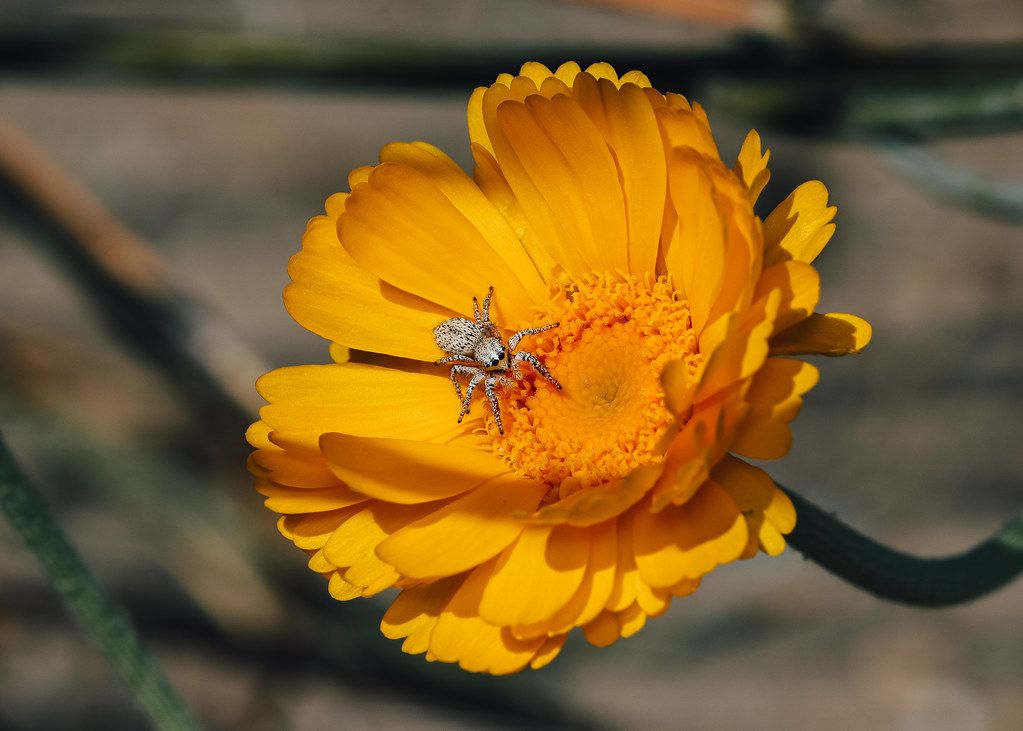 Spider Control service in Mobile, AL